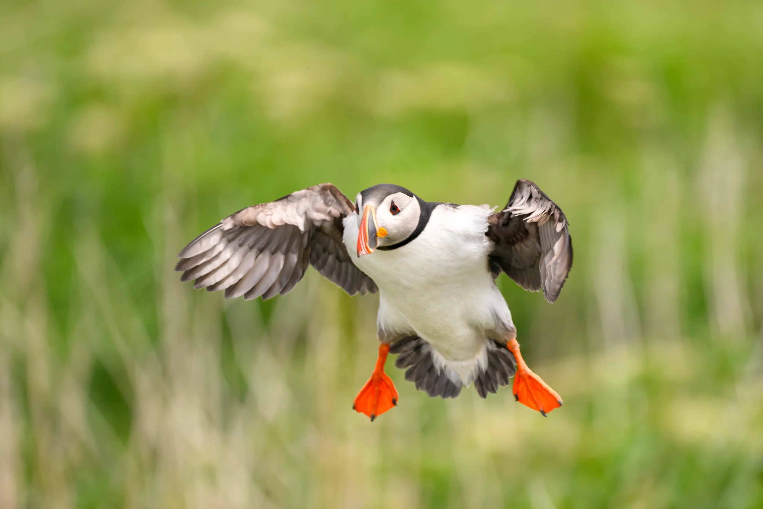 Puffins — Nancy A Orbe Photography